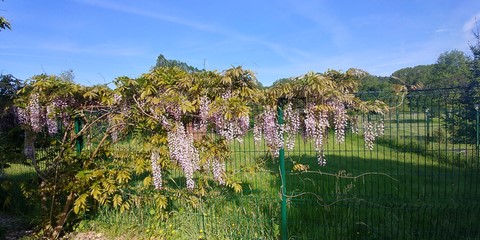 Notre Glycine En Fleurs