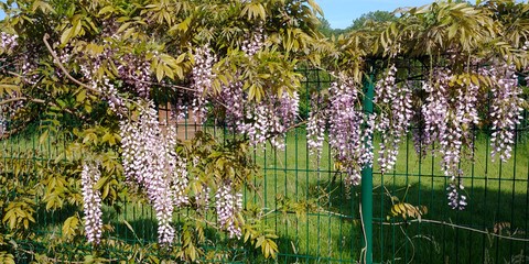 Notre Glycine En Fleurs